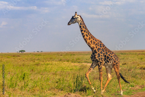 Giraffe in savanna in Serengeti national park in Tanzania. Wild nature of Tanzania  East Africa