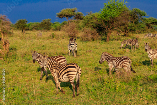 Herd of zebras in savanna in Serengeti national park in Tanzania. Wildlife of Africa