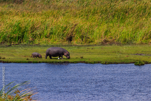 Mother and baby hippo  Hippopotamus amphibius  walking on a lakeshore in Ngorongoro Crater national park  Tanzania