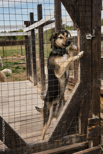 Kennel of northern sled dogs Alaskan husky. Sad lonely mongrel puppy in aviary behind shelter cage stands with its paws on fence and waits for adoption. The concept of unnecessary abandoned animals. © Ekaterina