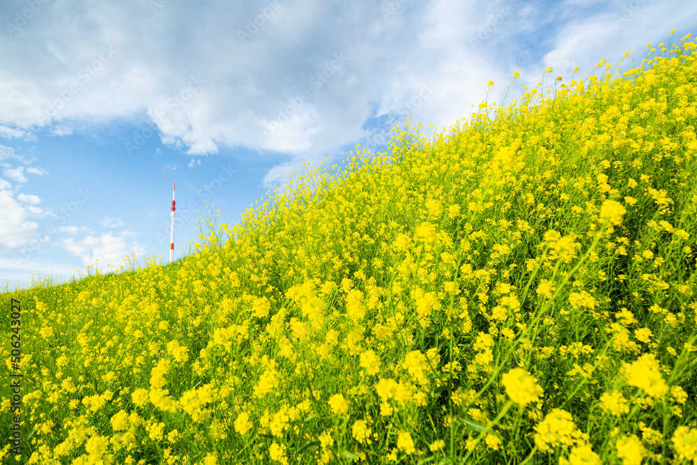 Obraz premium 青空と菜の花畑