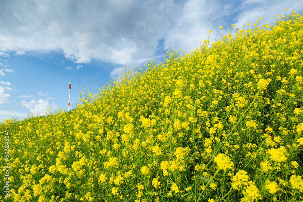Obraz premium 青空と菜の花畑