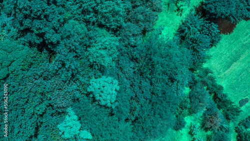 Closeup of a group of plants, stones and marine algae in the Tyrrhenian Sea. The water is clean and blue and there are no fish. 