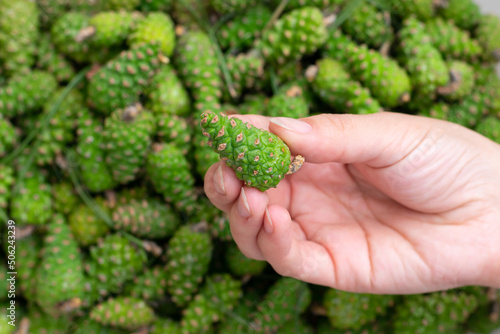 Many freshly gathered green young fir spruce cones.Alternative medicine remedy. Female fingers hold pinecone, making jam.