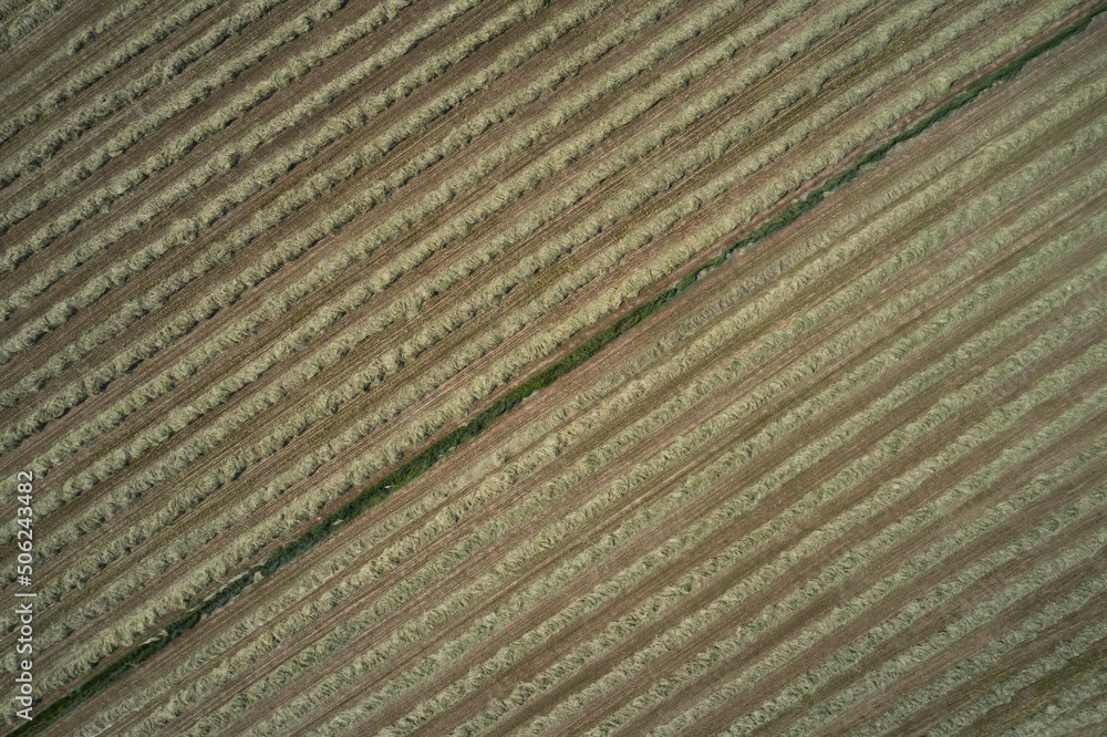 Mowed grass top view. Plantation harvesting drone view. Harvest in italy aerial view. Rows of cut grass at high altitude. Mowed grass top view. Plantation harvesting drone view. Harvest in italy aerial view. Rows of cut grass at high altitude.