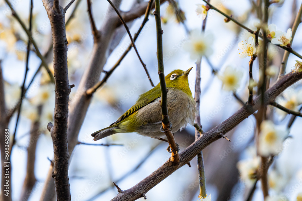 Naklejka premium 梅の花の蜜を吸う春の目白