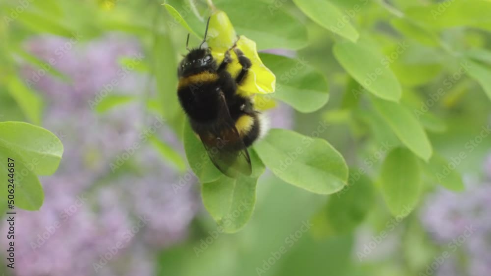 Macro shoot of a bumblebee eating nectar on yellow acacia flowers, slow motion. Macro shoot of a bumblebee eating nectar on yellow acacia flowers, slow motion.