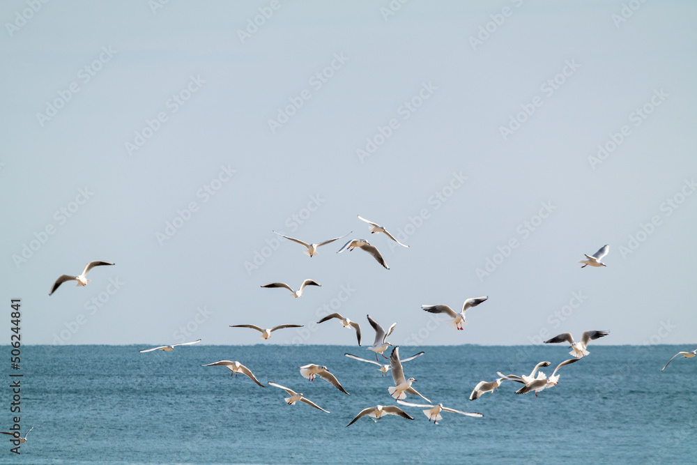 The Sea and flying seagulls in Haeundae, Busan, South Korea.