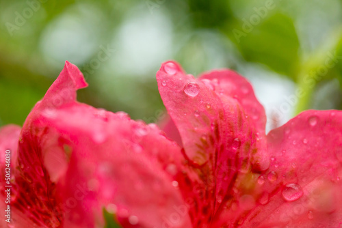 azalea