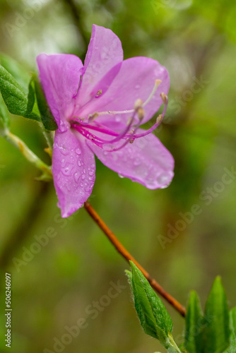 azalea