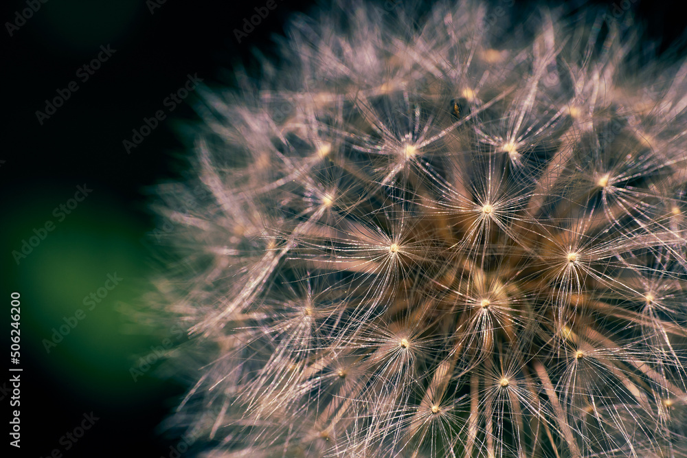 Obraz premium Close-up photo of the head of a dandelion flower with a blurry background.