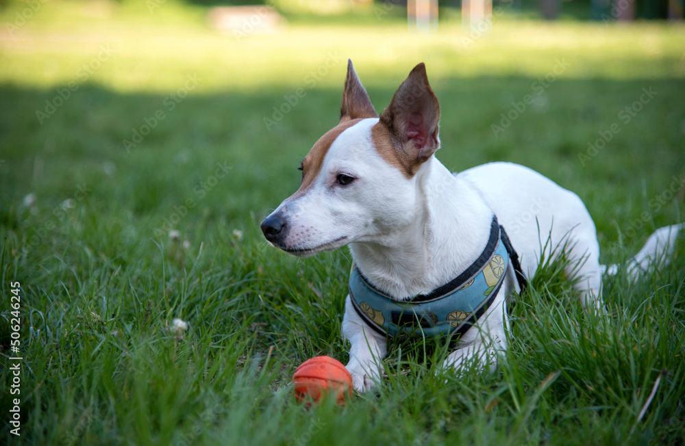 Jack Russell terrier on the grass Jack Russell terrier on the grass