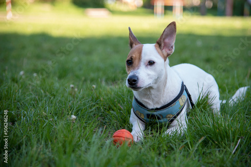 Fototapeta Naklejka Na Ścianę i Meble -  Jack Russell terrier on the grass