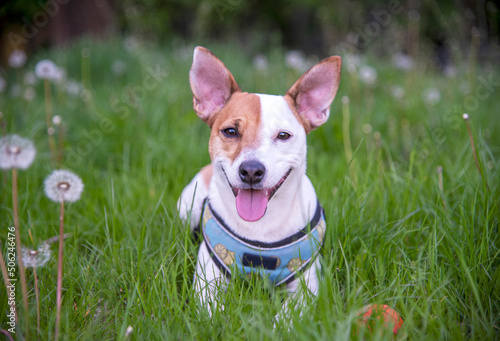 Jack Russell terrier on the grass