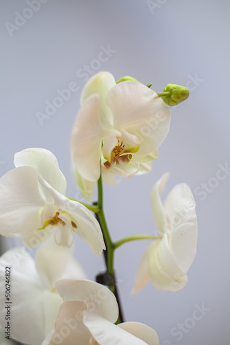 Beautiful tropical orchid flower. isolated white orchid flower. white background