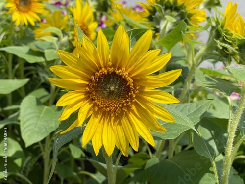 A sunflower among sunflowers