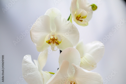 Beautiful tropical orchid flower. isolated white orchid flower. white background