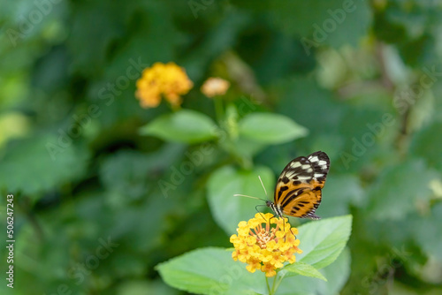 Portrait of a monarch butterfly seen from the side. The butterfly is sitting on the yellow flower.