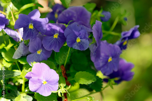 Violette und lila Stiefmütterchen im Garten