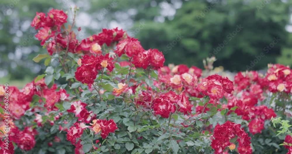 瑞々しいカラフルな満開の薔薇 瑞々しいカラフルな満開の薔薇