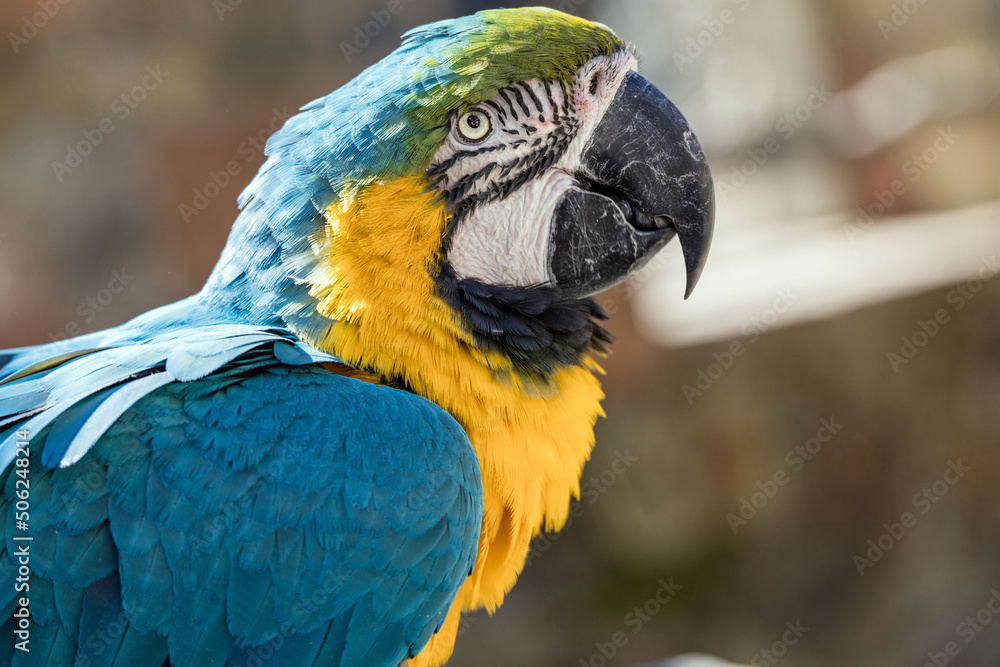 beautiful blue yellow macaw parrot 