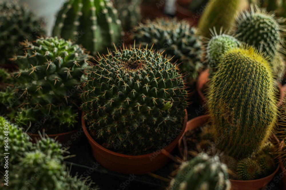 Cactus in a pot. Aloe and other succulents in a colorful ceramic pot. Cactus in a pot. Aloe and other succulents in a colorful ceramic pot.