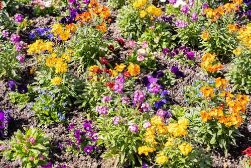 Fresh growing flowers in a park in Chur in Switzerland