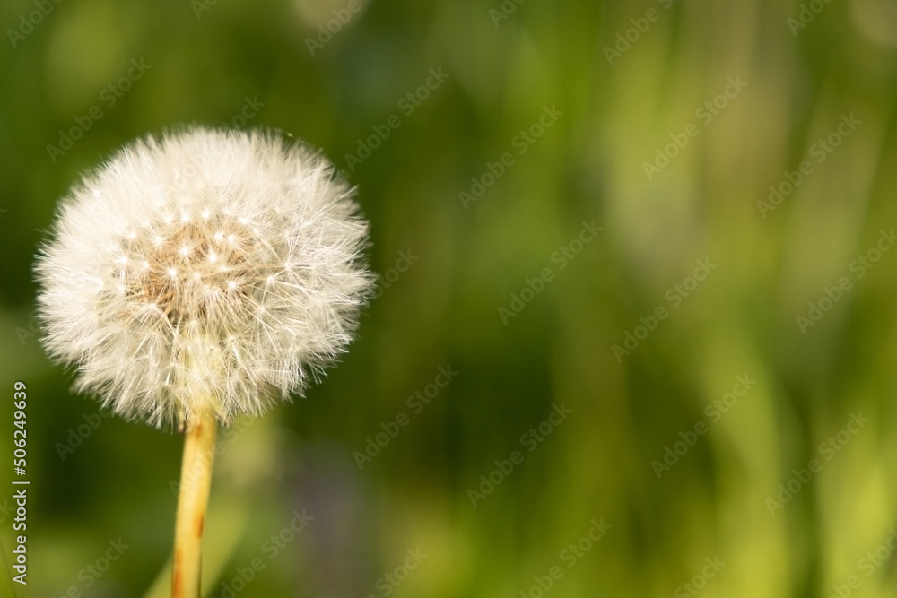 Dandelion on the green background
