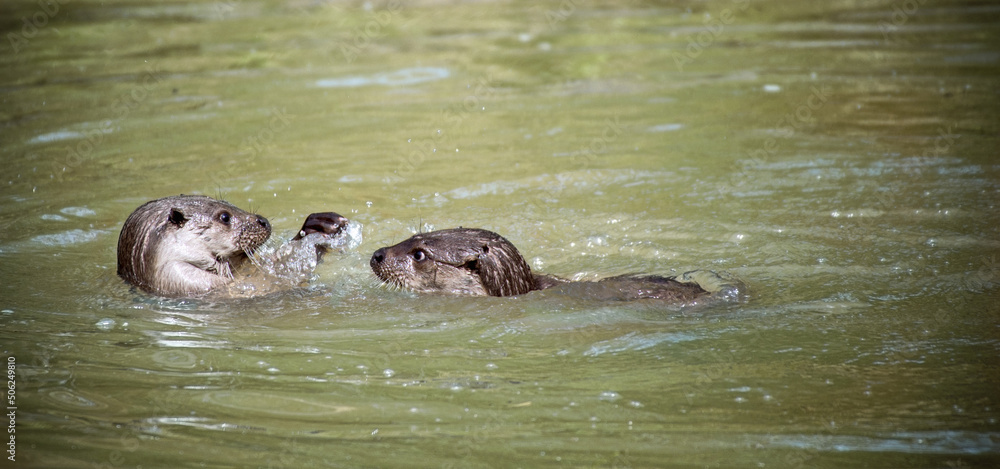 Fototapeta premium cute playful otter in the water 