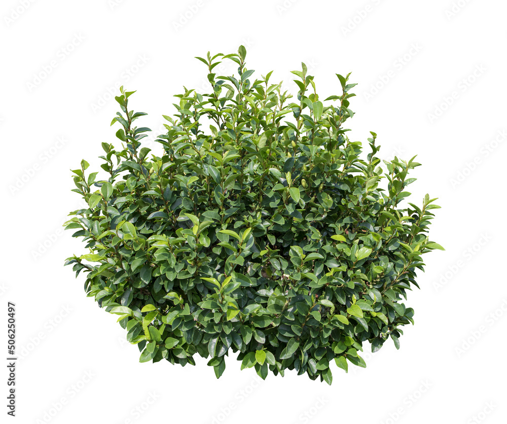 Fototapeta premium Tropical shrub bush tree isolated plant with clipping path.