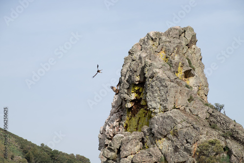 Griffon vulture flying around Salto del Gitano in Monfrague National Park. Caceres, Extremadura, Spain. photo