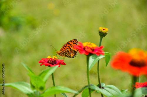 Selective focus on the Indian fritillary butterfly sitting on the common zinnia or elegant zinnia flowers in the garden.  © Lingkon Serao