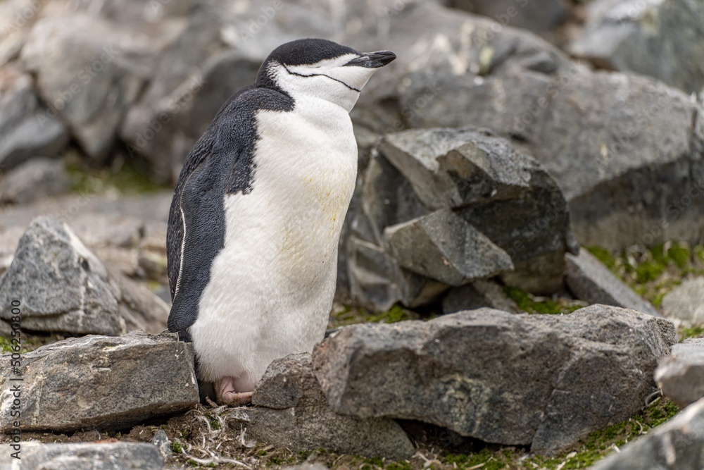 Obraz premium Zügelpinguine (Pygoscelis Antartica) auf Half Moon Island / Süd-Shettland-Inseln vor der Antarktis