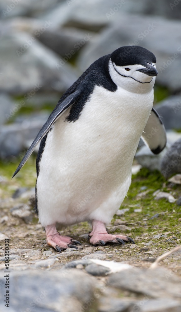 Obraz premium Zügelpinguine (Pygoscelis Antartica) auf Half Moon Island / Süd-Shettland-Inseln vor der Antarktis
