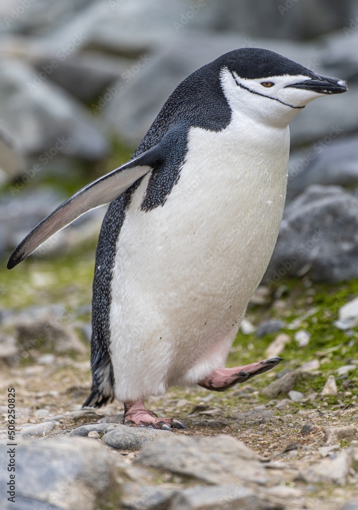 Fototapeta premium Zügelpinguine (Pygoscelis Antartica) auf Half Moon Island / Süd-Shettland-Inseln vor der Antarktis