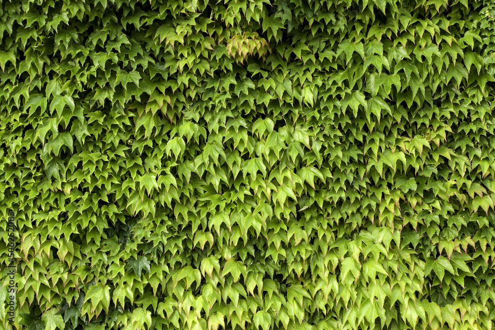 Green ivy wall Green ivy wall
