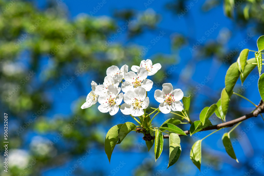 Blooming branches of a pear tree against a blue sky background close-up.. A spring tree blooms with white petals in a garden or park