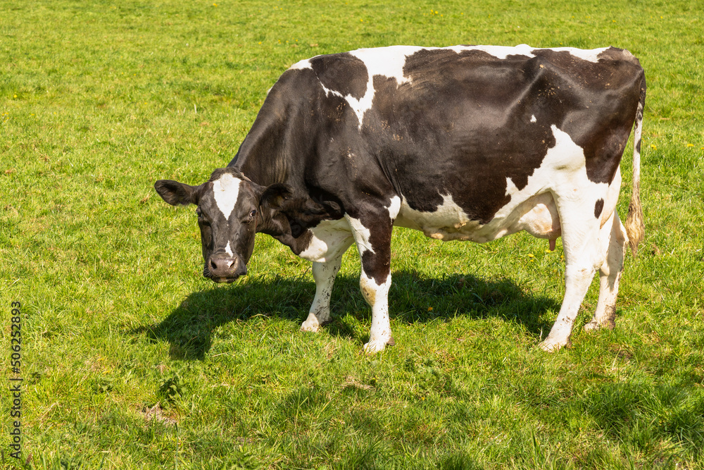 Holstein Friesian (black and white) cow in the meadow. Holstein Friesian (black and white) cow in the meadow.