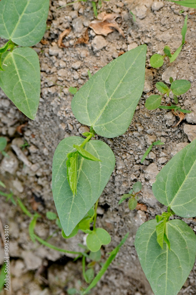 closeup the bunch ripe green soybean plants with leaves growing in the farm in row soft focus natural green brown background. closeup the bunch ripe green soybean plants with leaves growing in the farm in row soft focus natural green brown background.