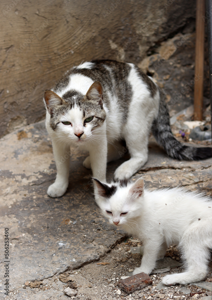 Fototapeta premium Homeless cat close up photo. Shelter animals concept. 