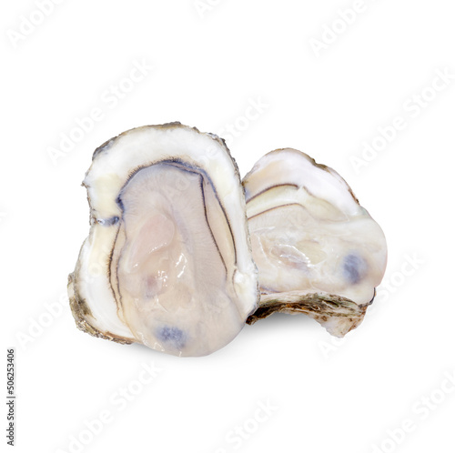 Oyster isolated on white background