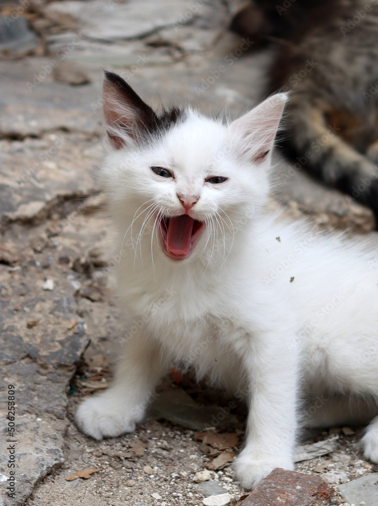 Yawning kitten close up photo. Cute white cat close up portrait. Yawning kitten close up photo. Cute white cat close up portrait.