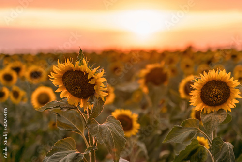 Beautiful sunflower garden. field of blooming sunflowers against the backdrop of sunset. The best kind of sunflower in bloom. Growing sunflowers to make oil.