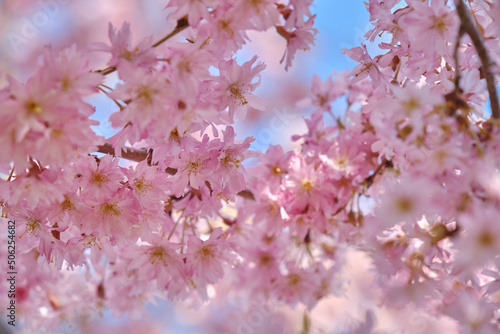 sakura tree branches