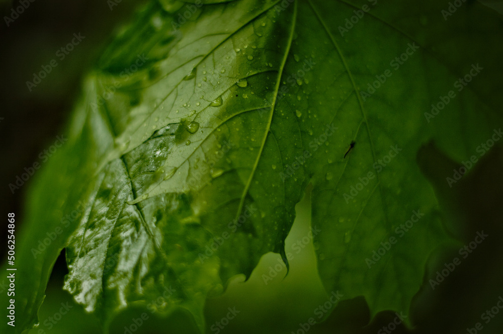 Liście, deszcz, krople wody niezwykłe i zielone, piękna roślinność. - obrazy, fototapety, plakaty 