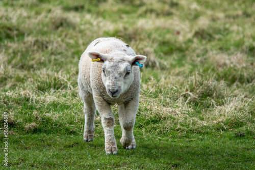 close up portrait of a pretty lamb in the English countryside  