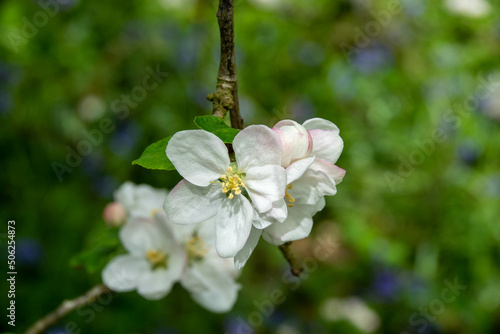 Malus domestica borkh apple blossom	
 photo