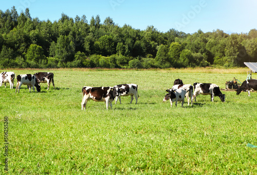 Pasture of cows in a meadow with green juicy grass