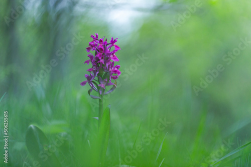 Dactylorhiza sambucina, the elder-flowered orchid, is an herbaceous plant belonging to the family Orchidaceae. Dactylorhiza sambucina orchid in beautiful sunset light.