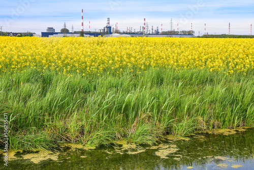 Obraz na płótnie rape field and refinery in the background, beautiful spring landscape w salonie